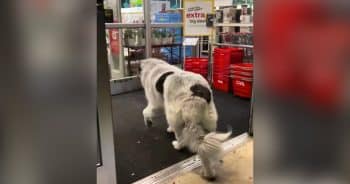 Big Dog Visits Florida Pharmacy Every Day for the Sweetest Reason