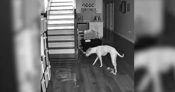 Dog’s Priceless Reaction to Illinois Home Flooding Caught on Pet Cam