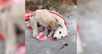 Loyal Brother Stays Beside Injured Dog Until Rescue Team Comes