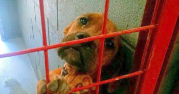 Dog Cried All Night As No One Picks Her, Shelter Posts Her Photo As A ‘Last Resort’