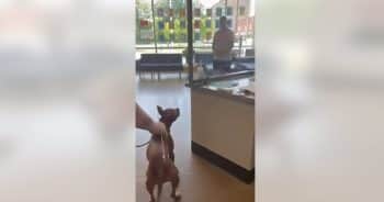 Dog Reunites With Owner After Shelter Makes Unexpected Discovery