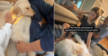 Family Prepares To Say Goodbye To Dog, But Suddenly Something Stuns Everyone