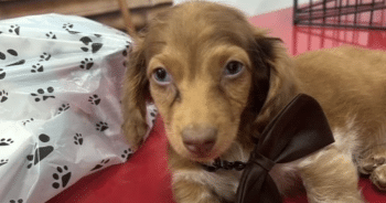 Puppy Bought for $7K in Pet Store Dies Just Hours Later
