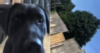 Labrador Grabs Pet Cam and Gives ‘Hilarious’ Home and Garden Tour