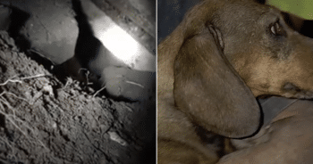 Firefighters Rescue Dog Trapped Between Rocks After Hours-Long Effort