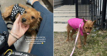 Senior Dog Given 1-Year to Live But Then It All Changed In An Instant