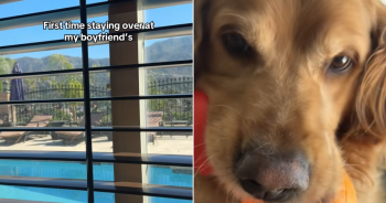 Golden Retriever Greets Dad’s New Girlfriend With Playful Wake-Up Call