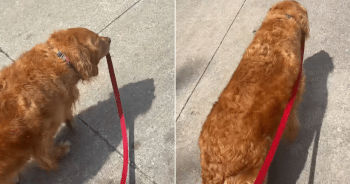 Golden Retriever Walks Himself Home After Disagreeing With Dog Walker’s Route
