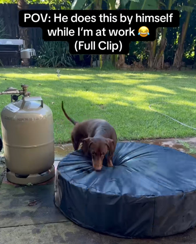 Dachshund Caught On Camera Pulling Pool Cover While Owner Is At Work