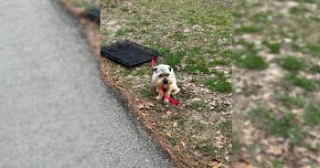 Dog Tied to Crate in Park Finds Hope After Kind Woman Rescues Him