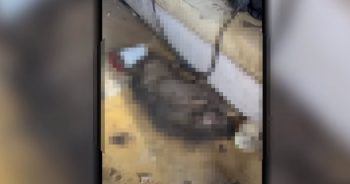 Decomposing Dogs Found Behind Locked Doors in Abandoned House