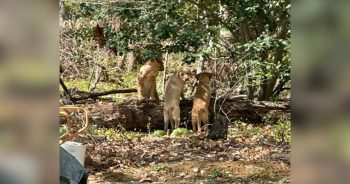 Three Abandoned Puppies Rescued From Local Woods After Desperate Cries for Help