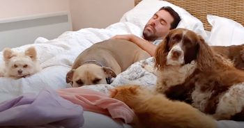 Man’s Giant Pack Of Rescue Animals Has Him Well-Trained