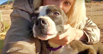 Woman Cradles Terrified Pit Bull In Her Arms And Dog’s Fear Melts Away