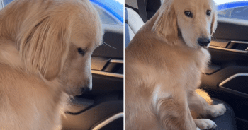 Golden Retriever’s Side-Eye Over Missed Pup Cup Leaves Viewers Laughing