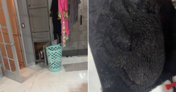 ‘Camouflaged’ Goldendoodle Leaves Owner Tripping and Has Viewers In Hysterics