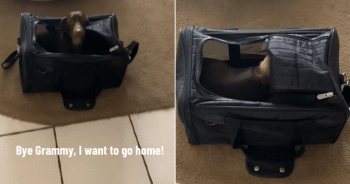 Dachshund’s Hilarious Dash to Carrier Signals It’s Time to Go Home