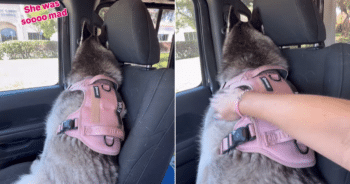 Husky Gives Owner the Cold Shoulder After Leaving Favorite Pet Store