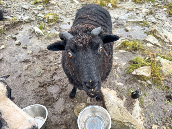 Rain and then more rain