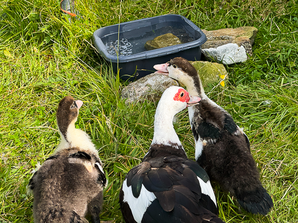 Meeting the Rest of the Family