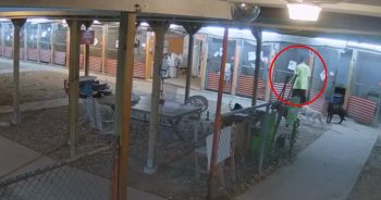 Monster Releases Dogs at Austin Pets Alive! in Deadly Break-In, Police Investigating