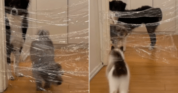 Dogs and Cat Hilariously Outsmart ‘Invisible Wall’ Prank, Well, Almost