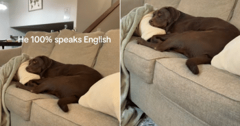 Chocolate Lab Wags Tail on Command in Perfect Response to Owner