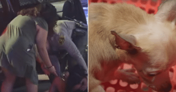 Child in Diaper And Dog Found Wandering The Streets Alone, Police Take Action