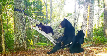 Woman Set-Up Hammock For ‘Playful’ Mama Bear With Her 3 Little Babies