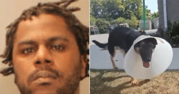 Man Charged in Animal Cruelty Case Dies in Crash, Dog Finds New Life