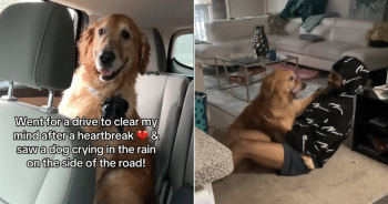 Man Finds Soaked Dog During Emotional Drive, And It Changed Him