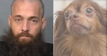 Monster Arrested For Slamming His Dog And Headbutting Police Car