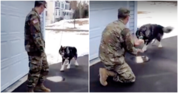 ‘Wolf-Dog’ Barks At Stranger And Didn’t Recognize His Military Dad He’s Been Missing