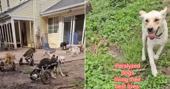 Dogs in Wheelchairs Prove Happiness Has No Limits And Goes Viral