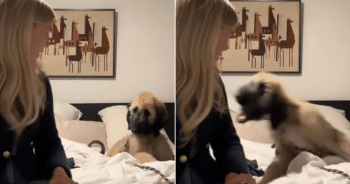 Naughty Afghan Hound Puppy’s Playful Antics Leaves Owner and Viewers In Hysterics