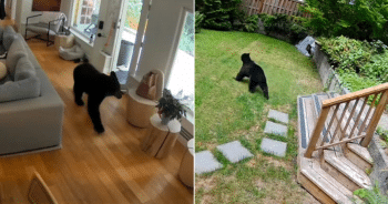 Pomeranian Confronts Black Bear in Their Home And It Was All Captured On Camera
