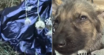 Trash Bag With Puppy Found Inside Dumped Like Garbage With Fly Larvae