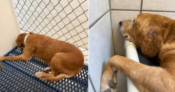 Senior Shelter Dog Transforms After Rescuers Refuse to Give Up on Her