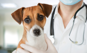 Do You Need Pet Insurance? 5 Pros and Cons