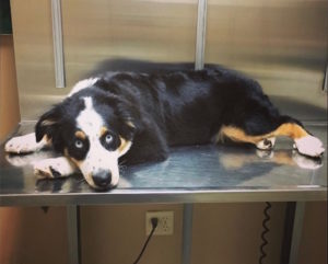 The Top 5 Reasons Dogs End Up At The Vet And How To Prevent It