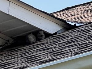 Squirrel Prevention and Removal Minneapolis