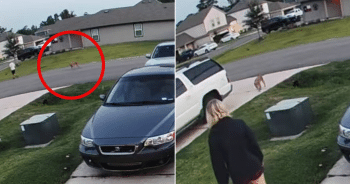 Doorbell Camera Captures Homeless Stray Choosing Her New Home