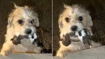 Heartbroken Mama Dog Pleads for Strangers to Save Her Puppies