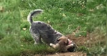 Dog Tries to Bury Her New Puppy Sister in Hilarious Sibling Rivalry Moment