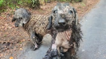 Neglected Puppies Rescued After Years Without Love