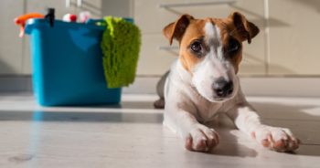 The 10 Best Cleaning Products That Are Safe (And Effective!) For Your Dog