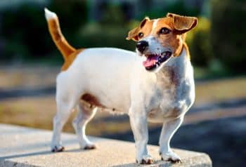 11 Alert Dog Breeds With Ears That Never Rest