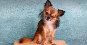 If You Do These 7 Things, Your Chihuahua Is Secretly Judging You
