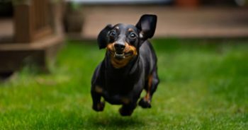 7 Weird Quirks Only True Dachshund Owners Understand