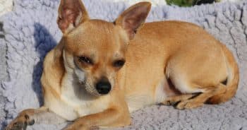 7 Weird Quirks Only True Chihuahua Owners Understand